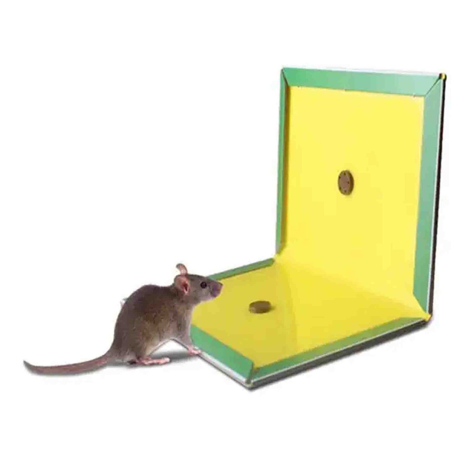Laminas Trampa Atrapa Rata Ratón Pegamen